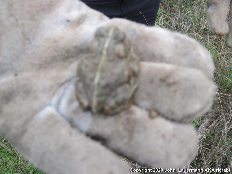 Southern California Toad (Anaxyrus boreas halophilus)