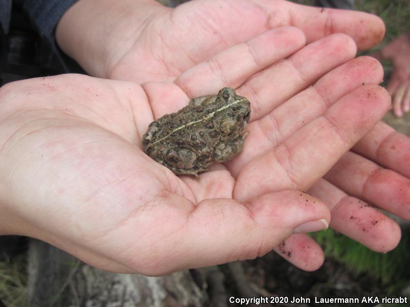 Southern California Toad (Anaxyrus boreas halophilus)