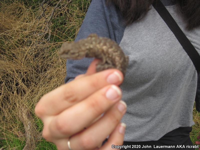 Great Basin Fence Lizard (Sceloporus occidentalis longipes)