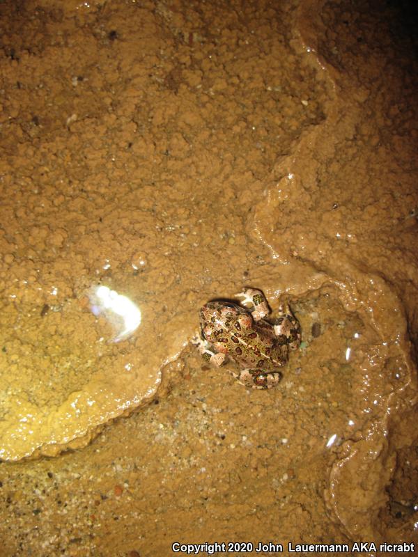 Southern California Toad (Anaxyrus boreas halophilus)