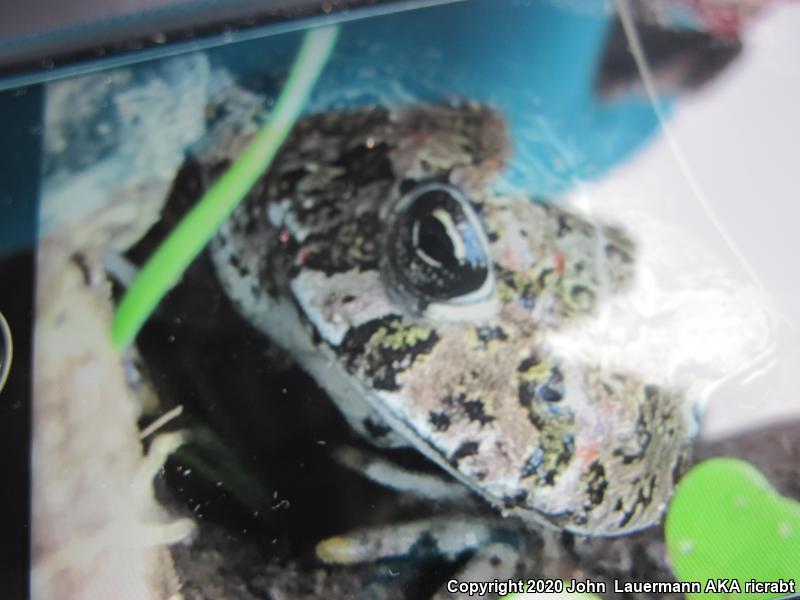 Southern California Toad (Anaxyrus boreas halophilus)