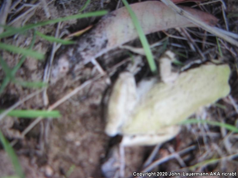 Baja California Treefrog (Pseudacris hypochondriaca)