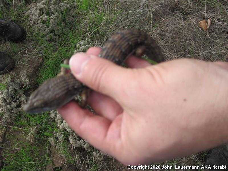 San Diego Alligator Lizard (Elgaria multicarinata webbii)