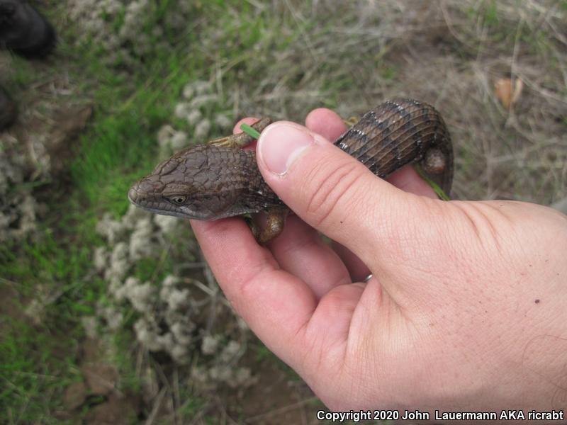 San Diego Alligator Lizard (Elgaria multicarinata webbii)