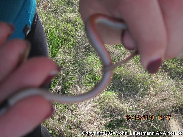 Western Black-headed Snake (Tantilla planiceps)