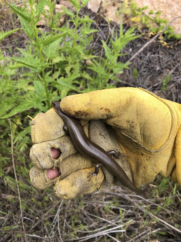 Western Redtail Skink (Plestiodon gilberti rubricaudatus)