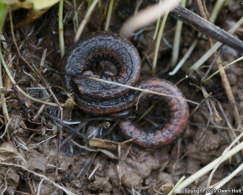 California Slender Salamander (Batrachoseps attenuatus)