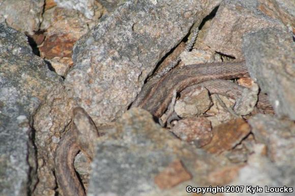 Eastern Gartersnake (Thamnophis sirtalis sirtalis)