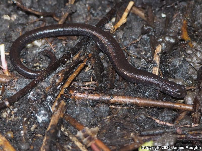 California Slender Salamander (Batrachoseps attenuatus)