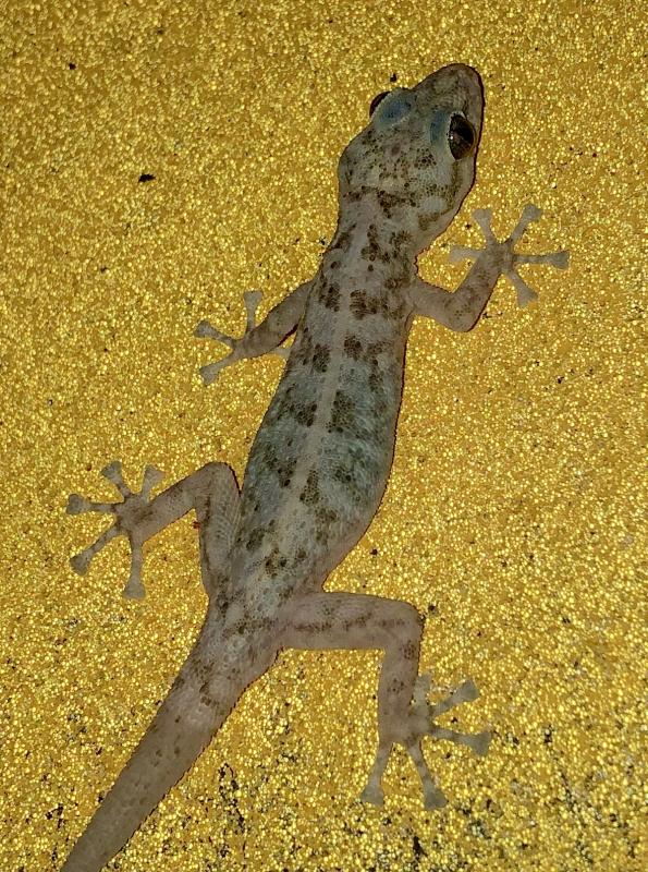 Peninsula Leaf-toed Gecko (Phyllodactylus nocticolus nocticolus)