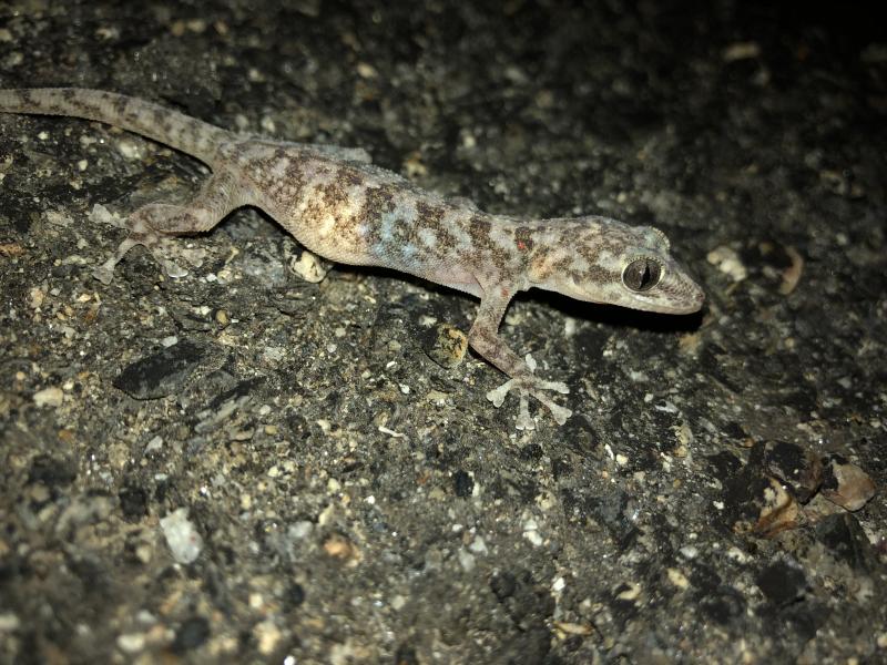 Peninsula Leaf-toed Gecko (Phyllodactylus nocticolus nocticolus)