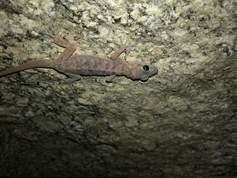 Peninsula Leaf-toed Gecko (Phyllodactylus nocticolus nocticolus)