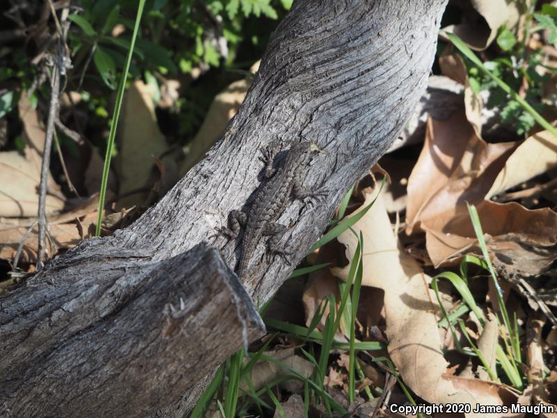 Great Basin Fence Lizard (Sceloporus occidentalis longipes)