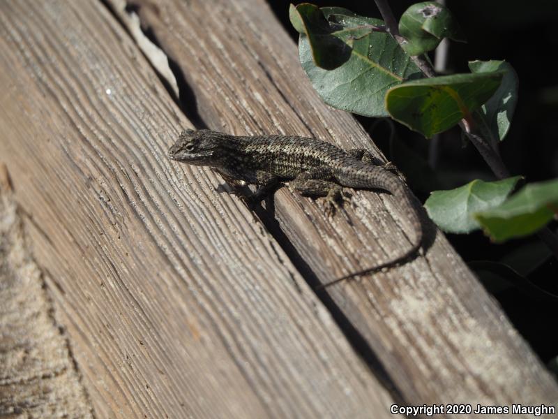 Great Basin Fence Lizard (Sceloporus occidentalis longipes)