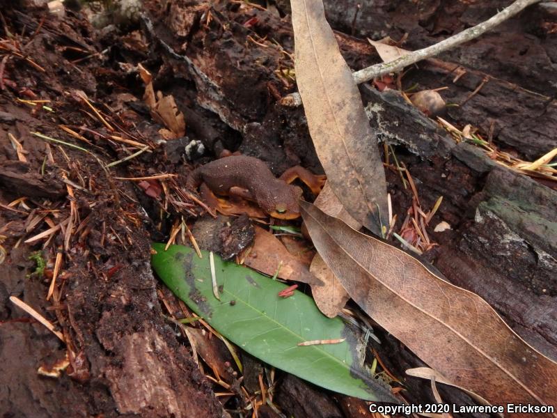 Coast Range Newt (Taricha torosa torosa)