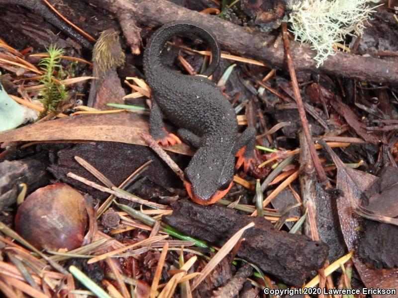 Red-bellied Newt (Taricha rivularis)