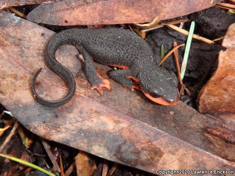 Red-bellied Newt (Taricha rivularis)