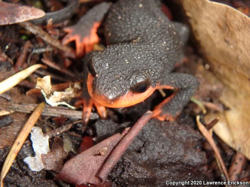 Red-bellied Newt (Taricha rivularis)