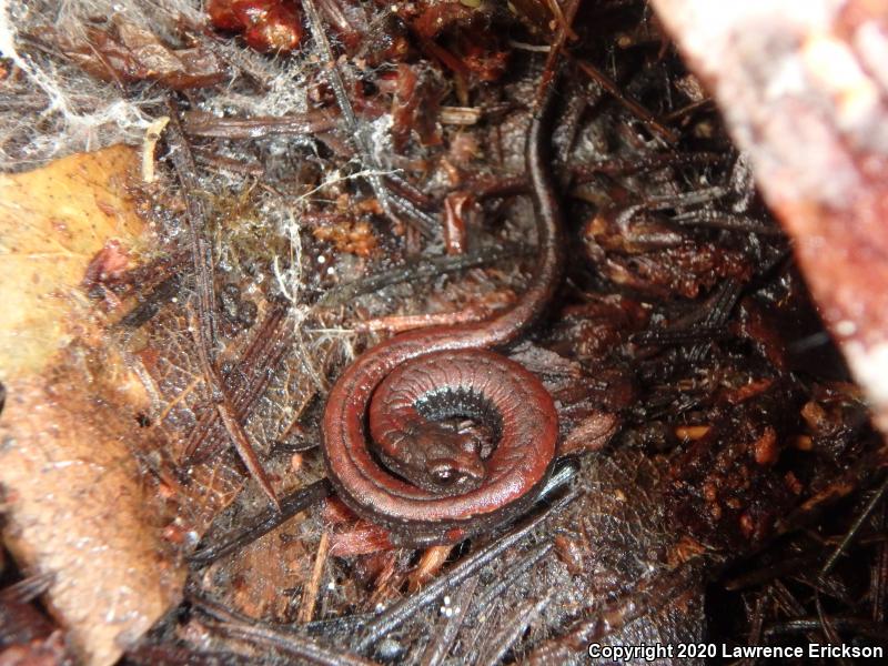 California Slender Salamander (Batrachoseps attenuatus)