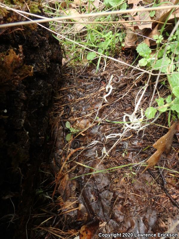 California Slender Salamander (Batrachoseps attenuatus)