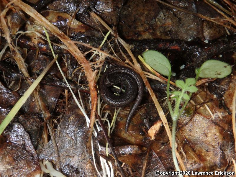 California Slender Salamander (Batrachoseps attenuatus)