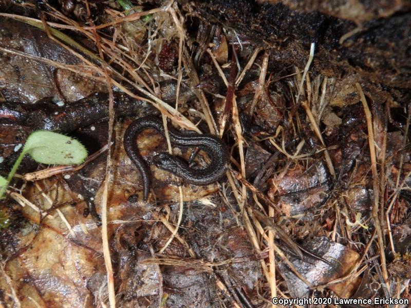 California Slender Salamander (Batrachoseps attenuatus)