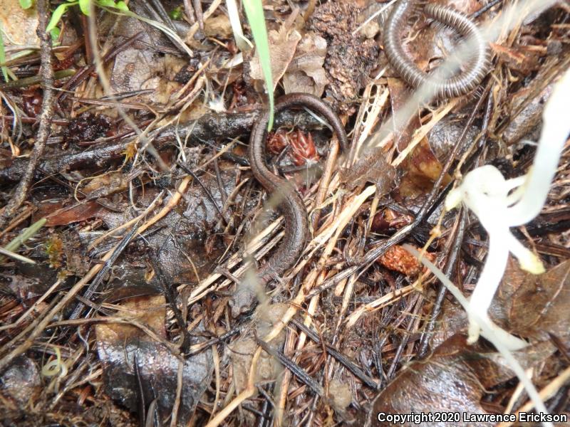 California Slender Salamander (Batrachoseps attenuatus)