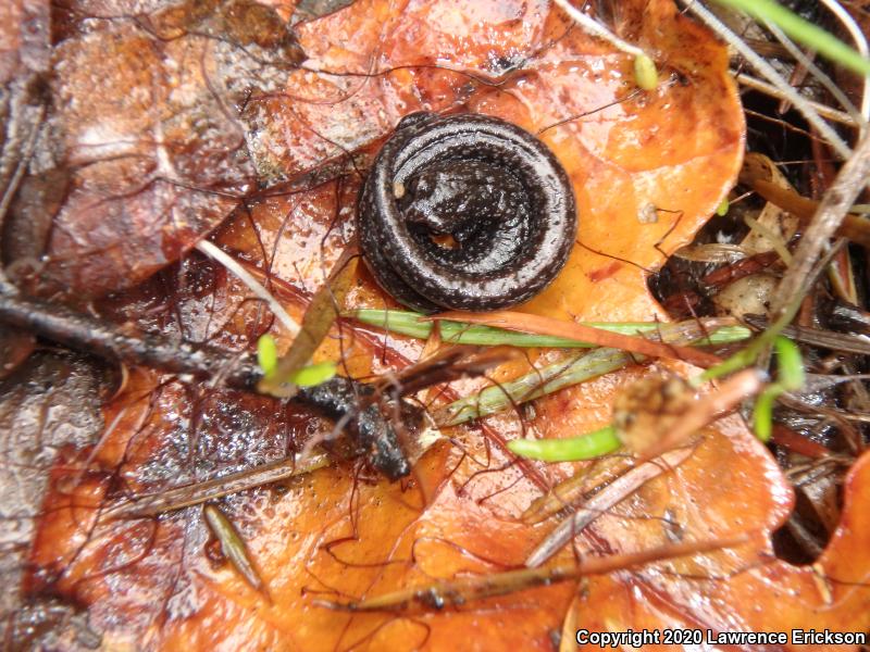 California Slender Salamander (Batrachoseps attenuatus)