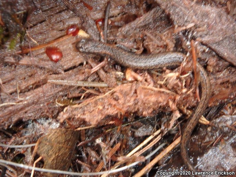 California Slender Salamander (Batrachoseps attenuatus)