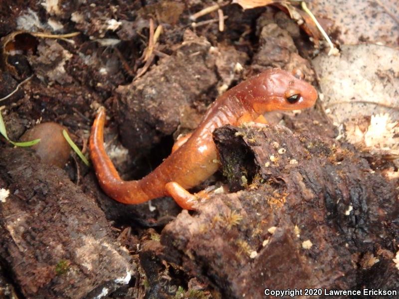 Yellow-eyed Ensatina (Ensatina eschscholtzii xanthoptica)