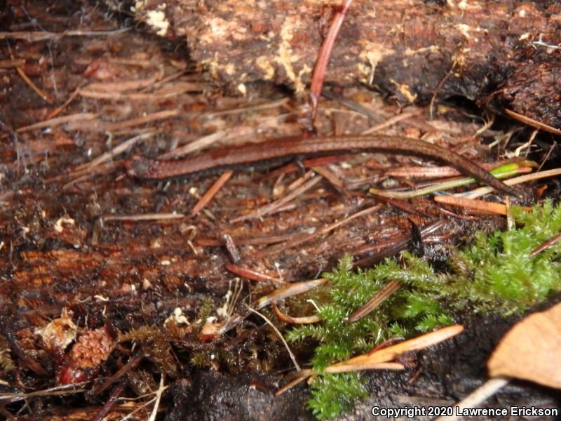 California Slender Salamander (Batrachoseps attenuatus)