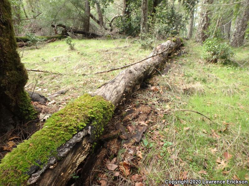 California Slender Salamander (Batrachoseps attenuatus)