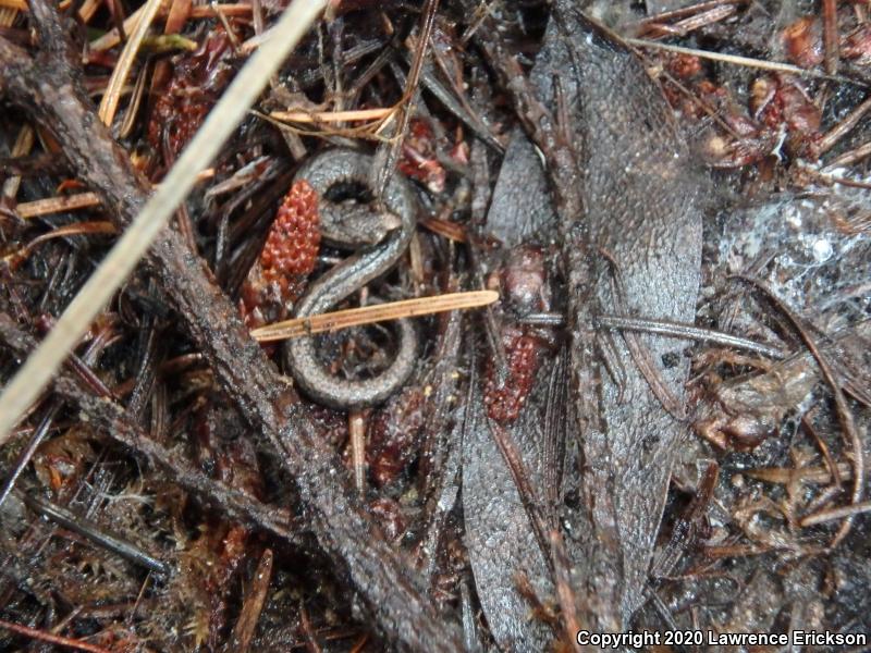 California Slender Salamander (Batrachoseps attenuatus)