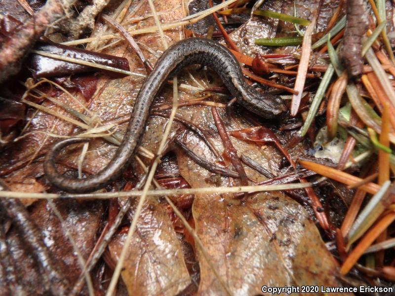 California Slender Salamander (Batrachoseps attenuatus)