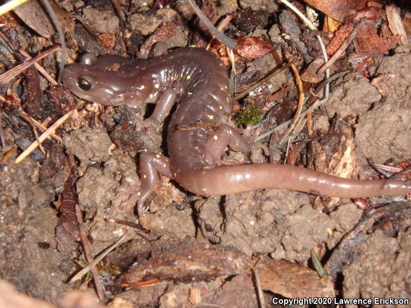 Arboreal Salamander (Aneides lugubris)