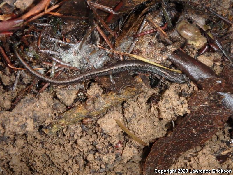 California Slender Salamander (Batrachoseps attenuatus)