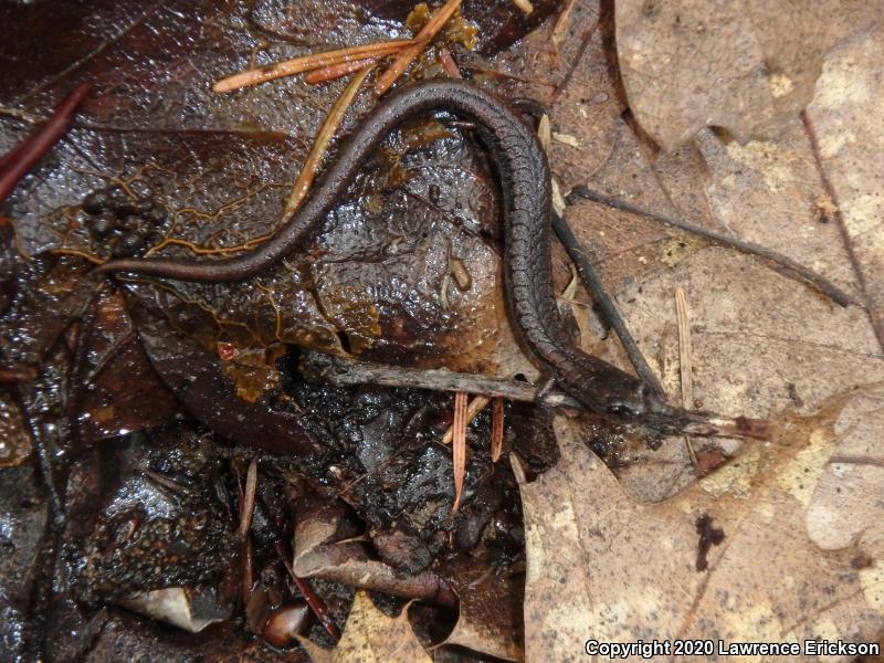 California Slender Salamander (Batrachoseps attenuatus)