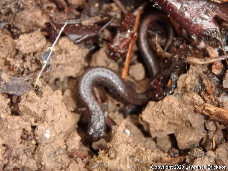 California Slender Salamander (Batrachoseps attenuatus)