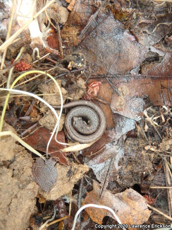 California Slender Salamander (Batrachoseps attenuatus)