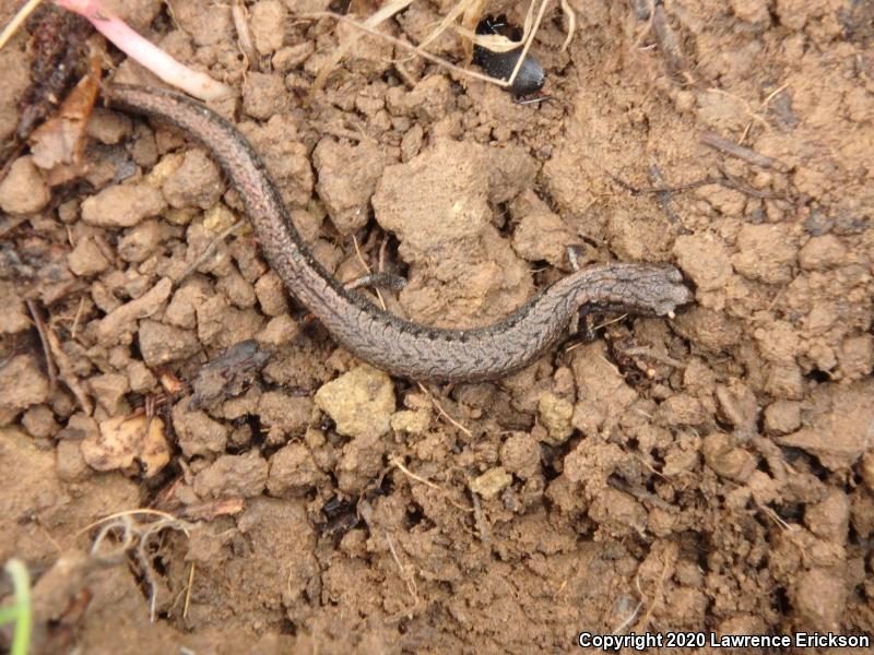 California Slender Salamander (Batrachoseps attenuatus)