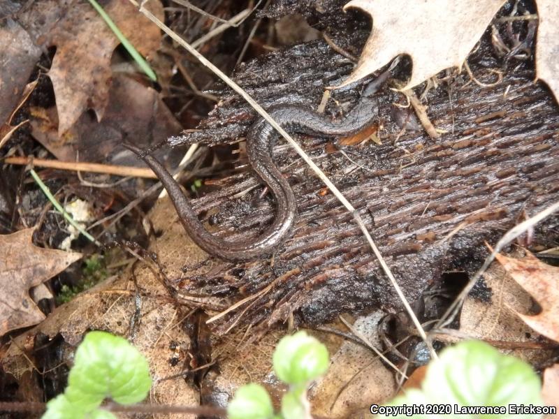 California Slender Salamander (Batrachoseps attenuatus)