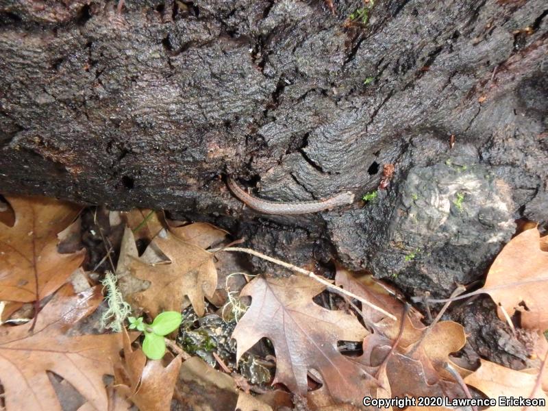 California Slender Salamander (Batrachoseps attenuatus)