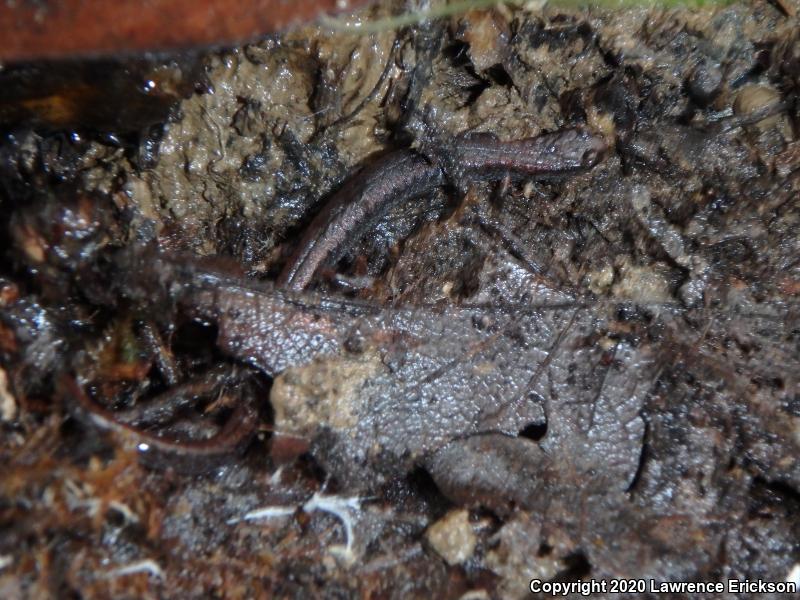 California Slender Salamander (Batrachoseps attenuatus)