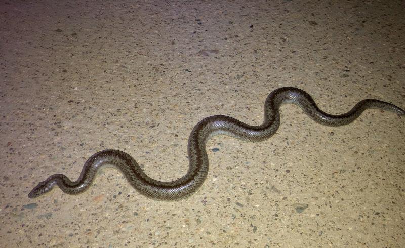 Coastal Rosy Boa (Lichanura trivirgata roseofusca)