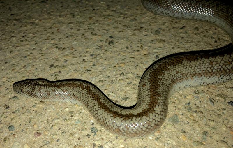 Coastal Rosy Boa (Lichanura trivirgata roseofusca)