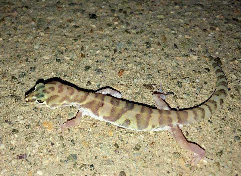Desert Banded Gecko (Coleonyx variegatus variegatus)