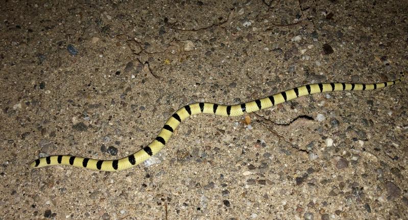 Colorado Desert Shovel-nosed Snake (Chionactis occipitalis annulata)