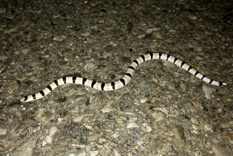 Colorado Desert Shovel-nosed Snake (Chionactis occipitalis annulata)