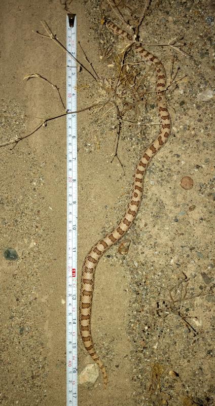 Spotted Leaf-nosed Snake (Phyllorhynchus decurtatus)