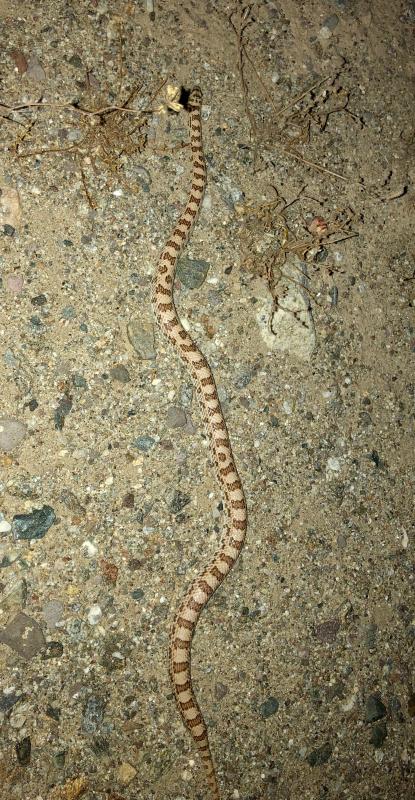 Spotted Leaf-nosed Snake (Phyllorhynchus decurtatus)